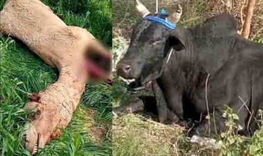 बांदाःफसल रखवाली को किराए से लाये ऊंट को हिंसक सांड ने मौत के घाट उतारा