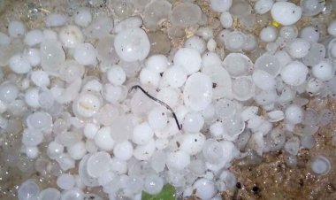 ओले गिरने से फसले हुई तबाह, खेतो में भरा पानी