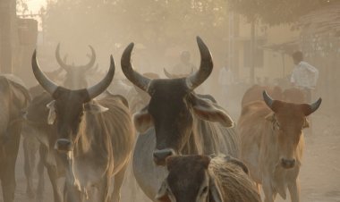 वध के लिए गोवंशों को ले जाने वाले चार अभियुक्तों को चार-चार साल की कड़ी सजा