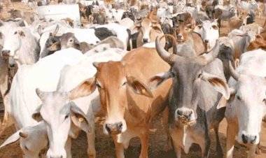 अब आबादी से एक किमी. के दायरे में नहीं दफना सकेंगे पशुओं के शव