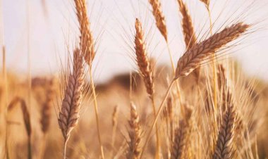 गेहूं की आखिरी सिंचाई अतिमहत्वपूर्ण, पैदावार पर पड़ता है असर