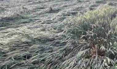 मप्र में ओलावृष्टि और आंधी तूफान से फसलों को पहुंचा काफी नुकसान, पांच लोगों की मौत