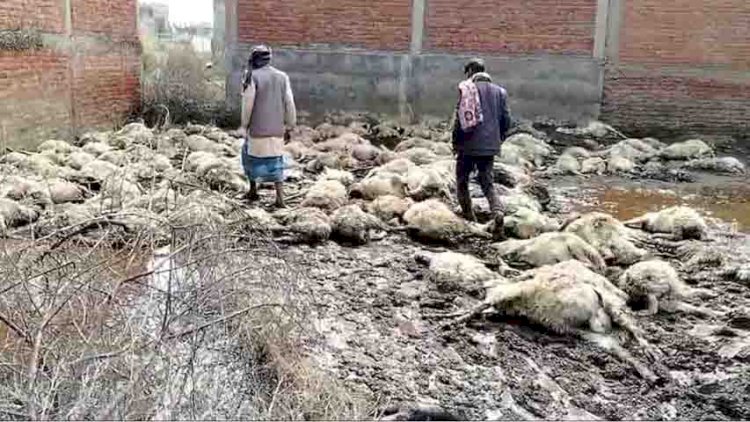 आकाशीय बिजली गिरने से 200 भेड़ों की मौत, 30 झुलसी, 20 लाख रुपये का नुकसान