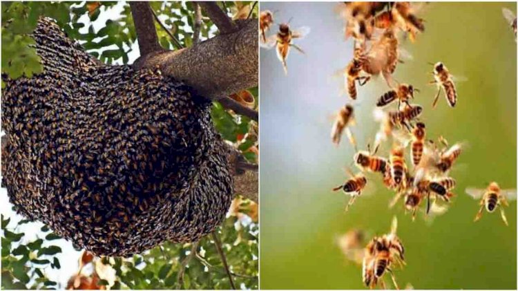कब्रिस्तान में शव दफनाने जा रहे लोगों पर मधुमक्खियां का हमला, शव छोड़कर भागे लोग 
