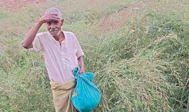 बारिश-ओलो ने फिर उड़ाई किसानों की नींद, फसलें तबाह