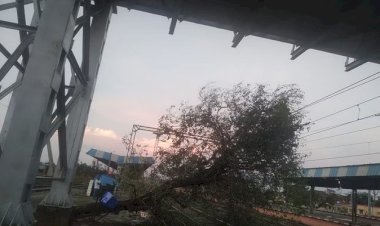 अचानक एक बडा पेड़ रेलवे लाइन पर गिरा, 2 घंटे तक बाधित रहा ये रेल मार्ग