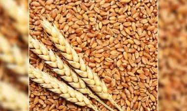 अब बुंदेलखंड में कठिया गेहूं के उत्पादक किसानों को मिलेगा बेहतर बाजार