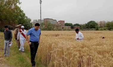 तपती धूप में डीएम पहुंचे खेत, राजस्व कर्मियों ने फसल की कराई क्राॅप कटिंग