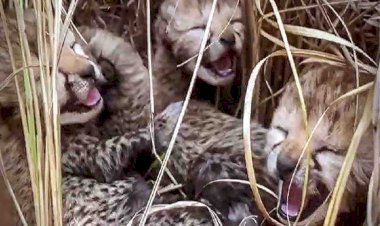 कूनो में उछल-कूद करते दिखे गामिनी के शावक, केंद्रीय वन मंत्री ने शेयर किया वीडियो