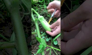 प्रतिबंधित इंजेक्शन से तैयार सब्जियां बिगाड़ रही सेहत