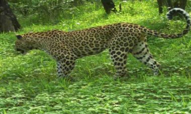 टाइगर रिज़र्व वन्य जीवों से हुआ गुलजार, प्रवेश प्रतिबंधित