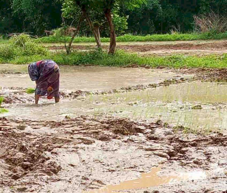 श्याम कृपा फार्म हाउस में धान रोपाई प्रारंभ