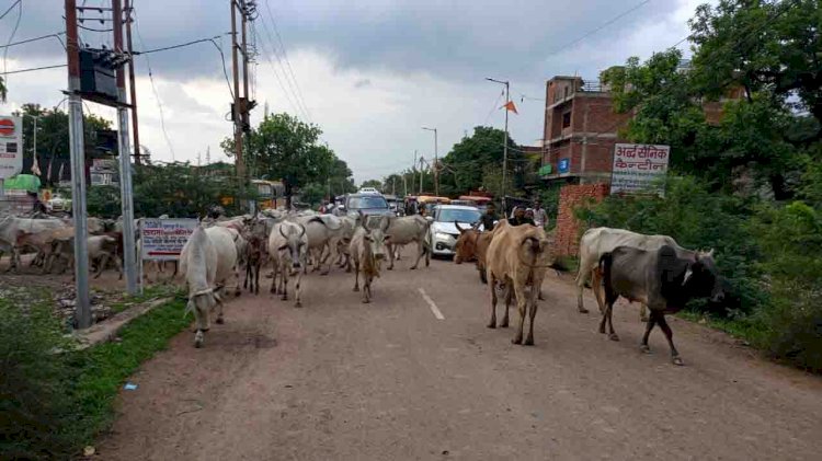 हमीरपुर में बारिश से गांवों में गोशालाएं हो गई दलदल