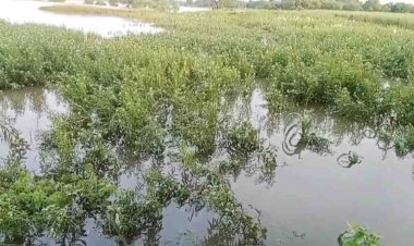बुंदेलखंड में बाढ़ से हजारों हेक्टेयर की तिल और उड़द की फसलें चौपट