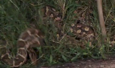 नहर के पास निकला 20 फीट लंबा अजगर, लोगों में दहशत