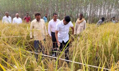 क्राप कटिंग में आंकी गई धान उत्पादन क्षमता