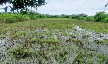 बुन्देलखंड की दाल को इन्टरनेशनल मार्केट में मिलेगी पहचान