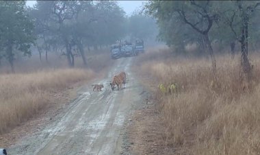 पन्ना टाइगर रिजर्व की बाघिन  चौथी बार बनी मां, 3 शावक जन्मे