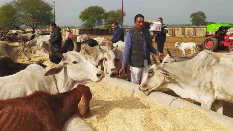 गौशाला में पूर्व प्रधान ने गोवंशों को खिलाया भूसा, गुड़