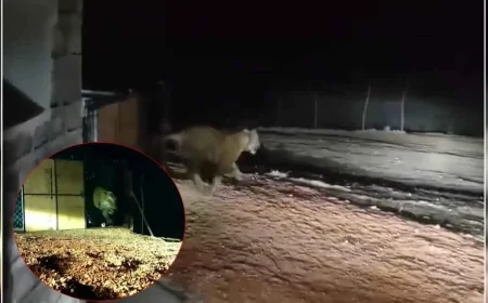 माधव टाइगर रिजर्व में नए बाघ की एंट्री, संख्या हुई सात