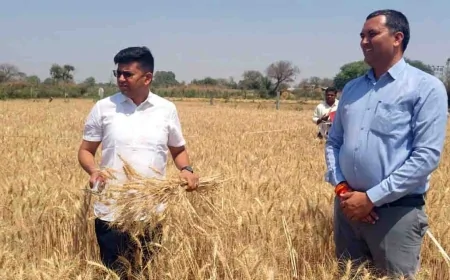 गेंहू की डीएम ने कराई क्राप कटिंग