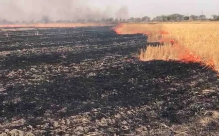 खेतों में भीषण आग से तबाही, हजारों बीघा फसल और भूसा खाक