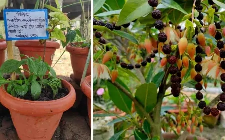 आध्यामिक महत्व रखने वाले रुद्राक्ष और सिंदूर के लगेंगे पौधे
