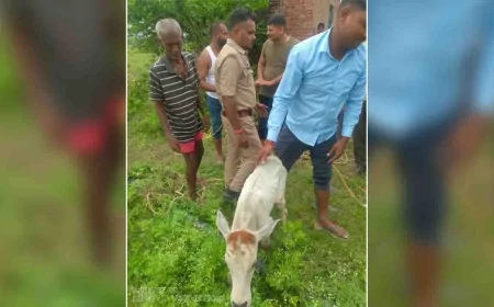 कुएं में गिरे बछड़े को पुलिस ने निकाला