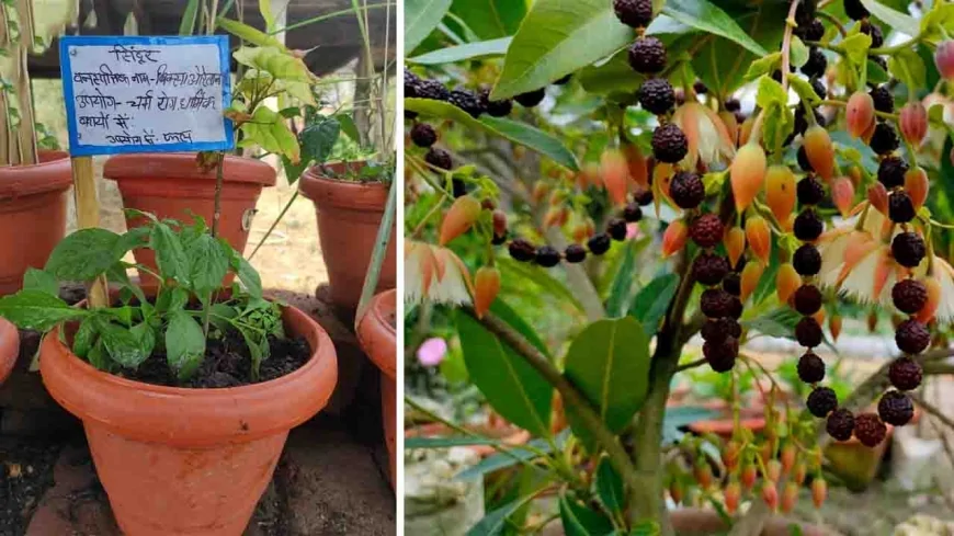 आध्यामिक महत्व रखने वाले रुद्राक्ष और सिंदूर के लगेंगे पौधे