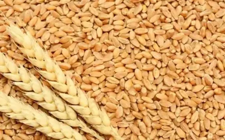 कठिया गेहूं की जीआई टैगिंग के बाद उत्पादकों की संख्या में हुई बढ़ोतरी