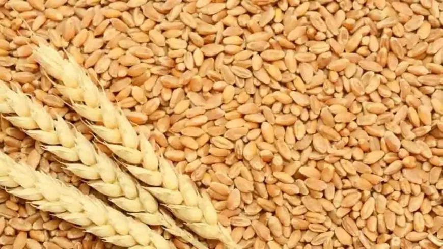 कठिया गेहूं की जीआई टैगिंग के बाद उत्पादकों की संख्या में हुई बढ़ोतरी