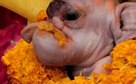 विकृत नवजात ने बढ़ाई भीड़, अतर्रा में अंधविश्वास की चपेट में लोग