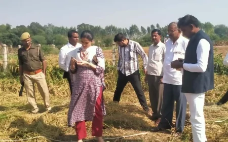 धान की कराई क्राप कटिंग