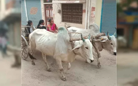 आधुनिकता की रफ्तार में खोती जा रही बैलगाड़ी की परंपरा — अब यादों और कहानियों तक सिमटता ‘बैलगाड़ी युग’