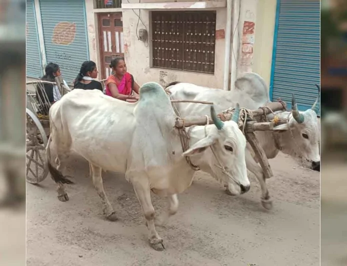 आधुनिकता की रफ्तार में खोती जा रही बैलगाड़ी की परंपरा — अब यादों और कहानियों तक सिमटता ‘बैलगाड़ी युग’