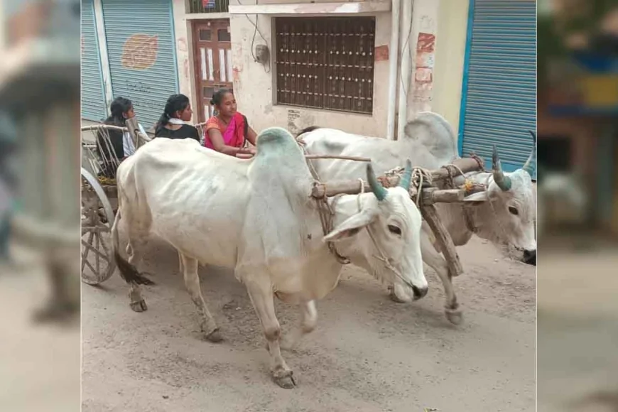 आधुनिकता की रफ्तार में खोती जा रही बैलगाड़ी की परंपरा — अब यादों और कहानियों तक सिमटता ‘बैलगाड़ी युग’