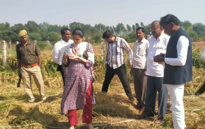 धान की कराई क्राप कटिंग