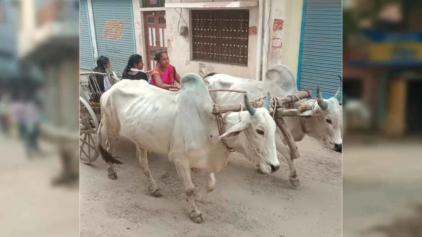 आधुनिकता की रफ्तार में खोती जा रही बैलगाड़ी की परंपरा — अब यादों और कहानियों तक सिमटता ‘बैलगाड़ी युग’