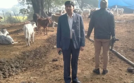 सीडीओ ने कर्वी माफी गौशाला का किया निरीक्षण