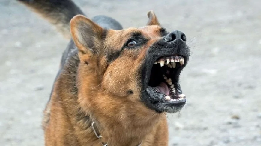 घर के बाहर बर्तन धो रही महिला पर पागल कुत्ते का हमला, गंभीर रूप से घायल