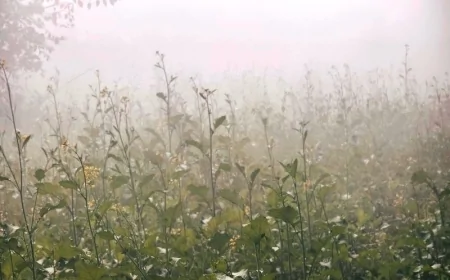 कोहरे और पाले की दोहरी मार, बुंदेलखंड में रबी की फसलों पर संकट के बादल