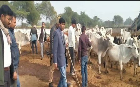 गौ आश्रय केन्द्रों का सीडीओ ने किया निरीक्षण
