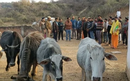 बरहा कोटरा गौशाला का डीएम ने किया स्थलीय निरीक्षण