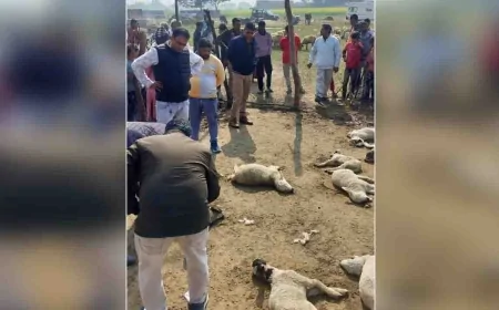 खूंखार भेड़िए ने पशु बाड़े में घुसकर 20 भेड़ों को मार डाला, 20 गंभीर रूप से घायल