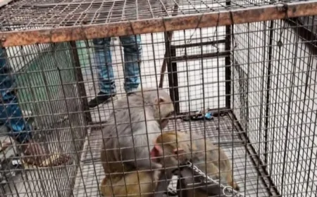 वन विभाग व नगर पालिका ने बंदरों को पकड़ने के लिए चलाई मुहिम
