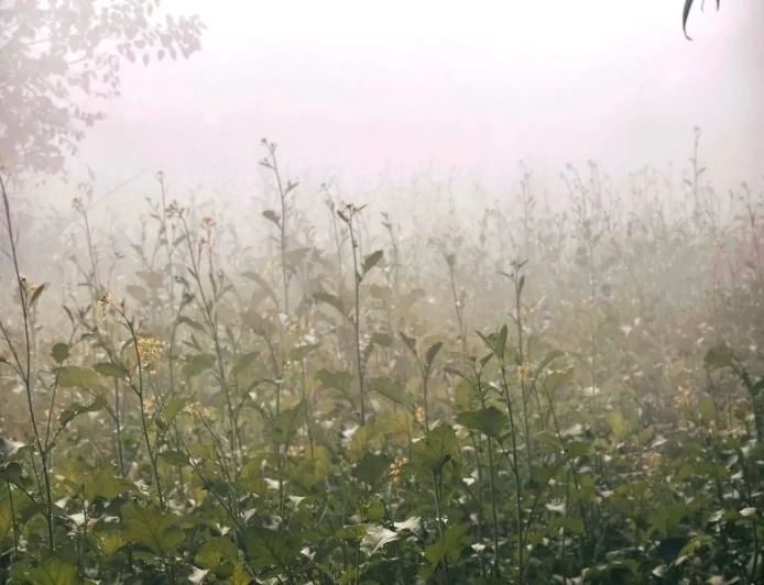 कोहरे और पाले की दोहरी मार, बुंदेलखंड में रबी की फसलों पर संकट के बादल