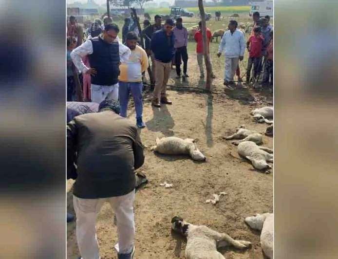 खूंखार भेड़िए ने पशु बाड़े में घुसकर 20 भेड़ों को मार डाला, 20 गंभीर रूप से घायल