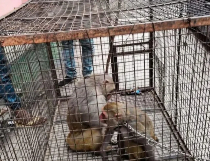 वन विभाग व नगर पालिका ने बंदरों को पकड़ने के लिए चलाई मुहिम