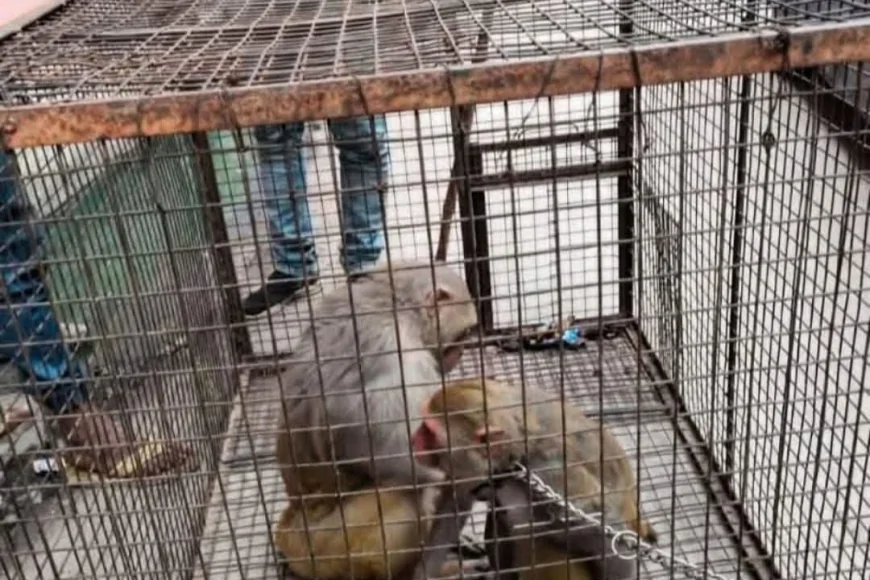 वन विभाग व नगर पालिका ने बंदरों को पकड़ने के लिए चलाई मुहिम