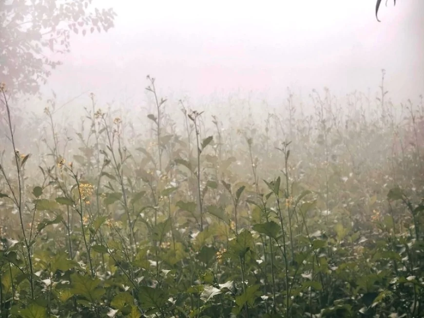कोहरे और पाले की दोहरी मार, बुंदेलखंड में रबी की फसलों पर संकट के बादल